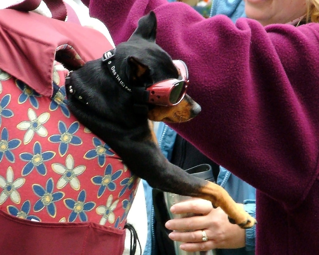 dog in backpack