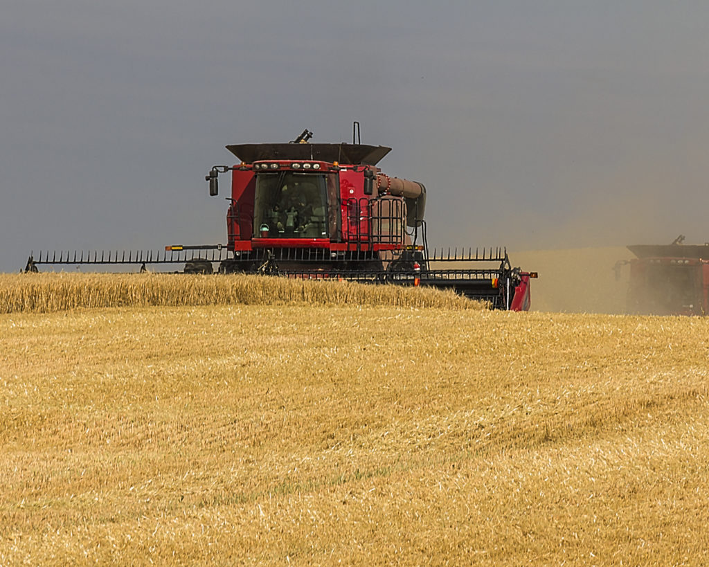 Harvesting grain