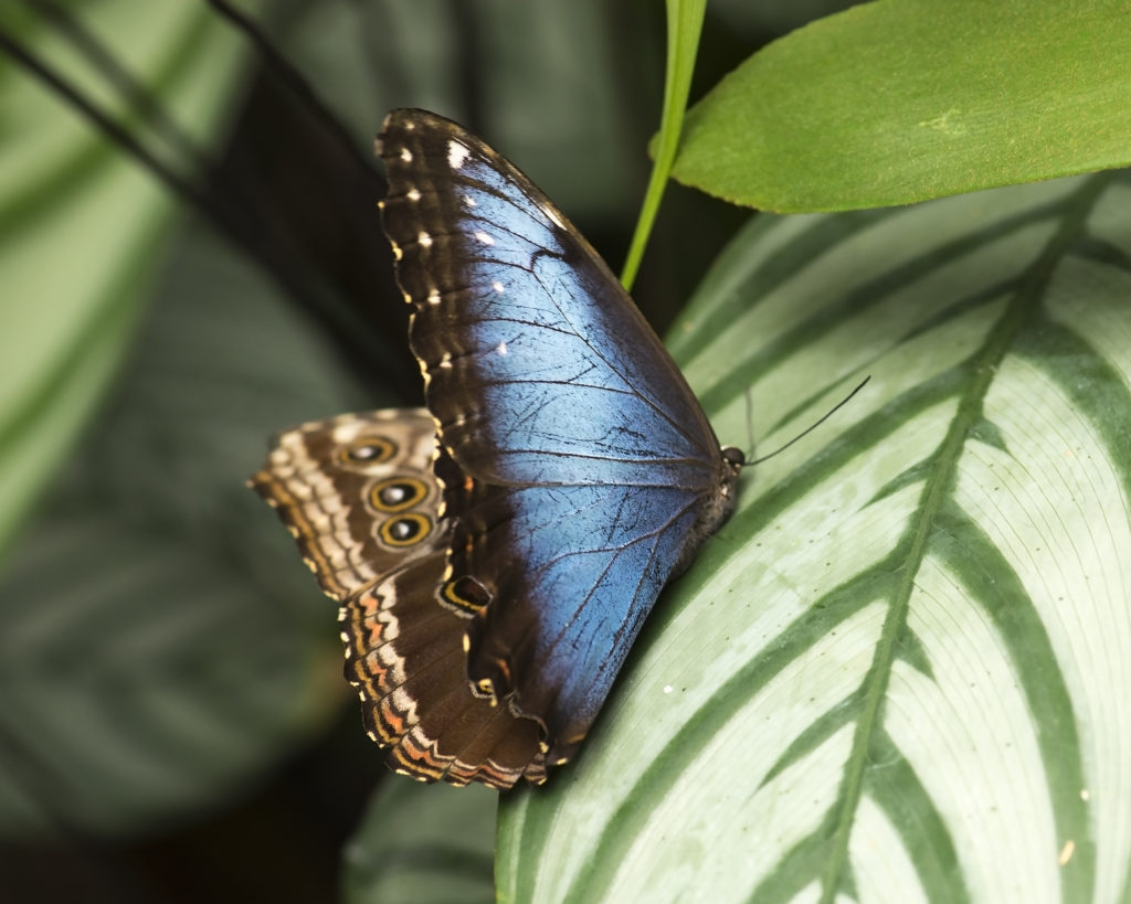 leaves and butterfly